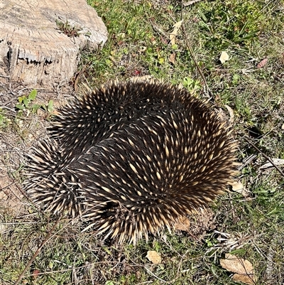 Tachyglossus aculeatus (Short-beaked Echidna) at Denman Prospect, ACT - 1 Oct 2024 by Jennybach