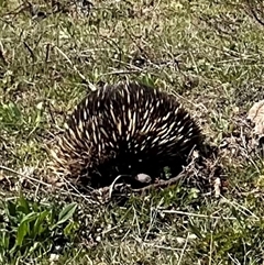 Tachyglossus aculeatus at Denman Prospect, ACT - 1 Oct 2024