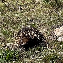 Tachyglossus aculeatus at Denman Prospect, ACT - 1 Oct 2024 01:09 PM