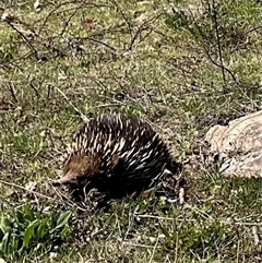 Tachyglossus aculeatus at Denman Prospect, ACT - 1 Oct 2024