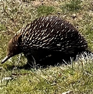 Tachyglossus aculeatus at Denman Prospect, ACT - 1 Oct 2024 01:09 PM