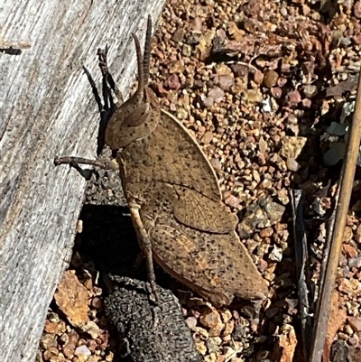 Goniaea australasiae (Gumleaf grasshopper) at Denman Prospect, ACT - 1 Oct 2024 by Jennybach