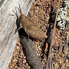 Goniaea australasiae at Denman Prospect, ACT - 1 Oct 2024 12:27 PM