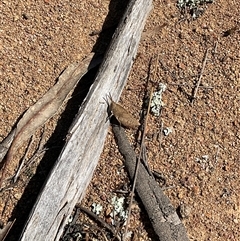 Goniaea australasiae at Denman Prospect, ACT - 1 Oct 2024 12:27 PM