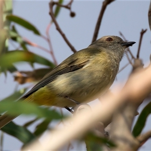 Pachycephala pectoralis at Ainslie, ACT - 30 Sep 2024