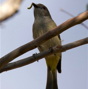 Pachycephala pectoralis at Ainslie, ACT - 30 Sep 2024