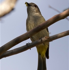 Pachycephala pectoralis at Ainslie, ACT - 30 Sep 2024