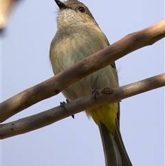 Pachycephala pectoralis at Ainslie, ACT - 30 Sep 2024