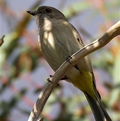 Pachycephala pectoralis at Ainslie, ACT - 30 Sep 2024