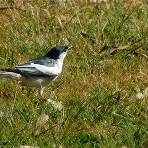 Lalage tricolor at Symonston, ACT - 1 Oct 2024