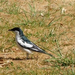 Lalage tricolor at Symonston, ACT - 1 Oct 2024