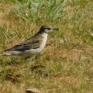 Lalage tricolor at Symonston, ACT - 1 Oct 2024