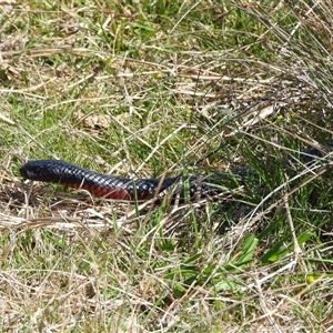 Pseudechis porphyriacus at Kambah, ACT - 1 Oct 2024