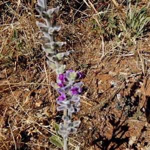 Cullen australasicum at Mount Zeil, NT - 26 Aug 2024 11:22 AM