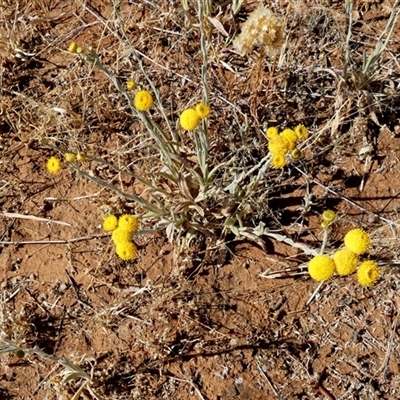 Calocephalus platycephalus (Yellow Billy Buttons) at Kunparrka, NT - 26 Aug 2024 by Paul4K