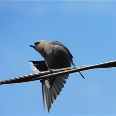 Artamus cyanopterus cyanopterus (Dusky Woodswallow) at Symonston, ACT - 28 Sep 2024 by CallumBraeRuralProperty