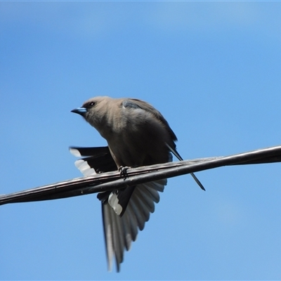 Artamus cyanopterus cyanopterus (Dusky Woodswallow) at Symonston, ACT - 28 Sep 2024 by CallumBraeRuralProperty