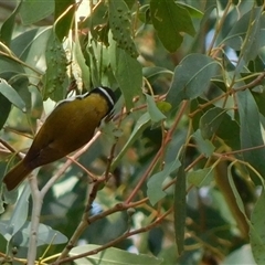 Melithreptus lunatus (White-naped Honeyeater) at Symonston, ACT - 28 Sep 2024 by CallumBraeRuralProperty