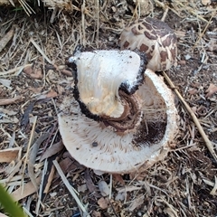 Chlorophyllum sp. at Nunawading, VIC - 1 Oct 2024 07:51 AM