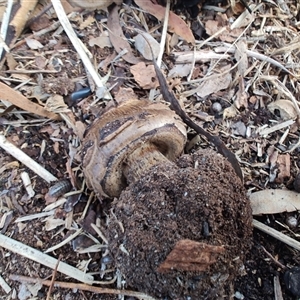 Chlorophyllum sp. at Nunawading, VIC - 1 Oct 2024