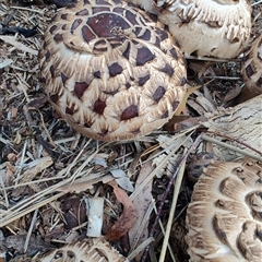 Chlorophyllum sp. at Nunawading, VIC - 1 Oct 2024 07:51 AM