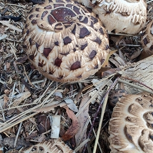 Chlorophyllum sp. at Nunawading, VIC - 1 Oct 2024 07:51 AM