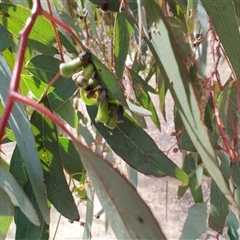 Apiomorpha sp. (genus) (A gall forming scale) at Melton, VIC - 1 Oct 2024 by LyndalT