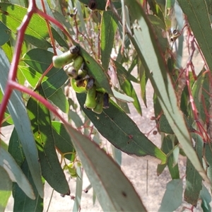 Apiomorpha sp. (genus) at Melton, VIC by LyndalT