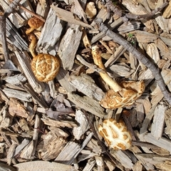 Agrocybe praecox group at Melton, VIC - 1 Oct 2024 by LyndalT