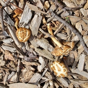 Agrocybe praecox group at Melton, VIC - 1 Oct 2024 11:24 AM