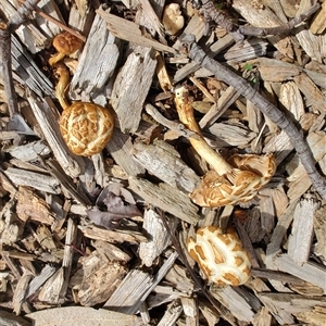 Agrocybe praecox group at Melton, VIC - 1 Oct 2024