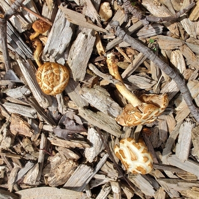 Agrocybe praecox group at Melton, VIC - 1 Oct 2024 by LyndalT