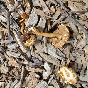 Agrocybe praecox group at Melton, VIC - 1 Oct 2024