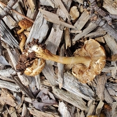 Agrocybe praecox group at Melton, VIC - 1 Oct 2024 11:24 AM