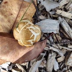 Agrocybe praecox group at Melton, VIC - 1 Oct 2024