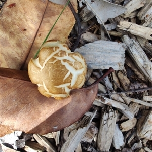 Agrocybe praecox group at Melton, VIC - 1 Oct 2024