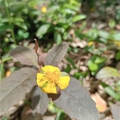 Unverified Plant at Ghan, NT - 1 Oct 2024 by Brouhaha