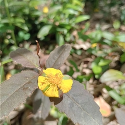Unverified Plant at Ghan, NT - 1 Oct 2024 by Brouhaha