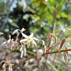 Unidentified Orchid at Ghan, NT - 1 Oct 2024 by Brouhaha