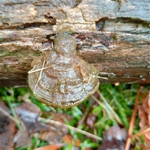 Unidentified Other fungi on wood at Ghan, NT by Brouhaha