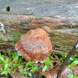 Unidentified Other fungi on wood at Ghan, NT by Brouhaha