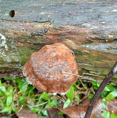 Unverified Other fungi on wood at Ghan, NT - 30 Sep 2024 by Brouhaha