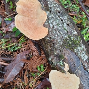 Unidentified Other non-black fungi  at Ghan, NT by Brouhaha