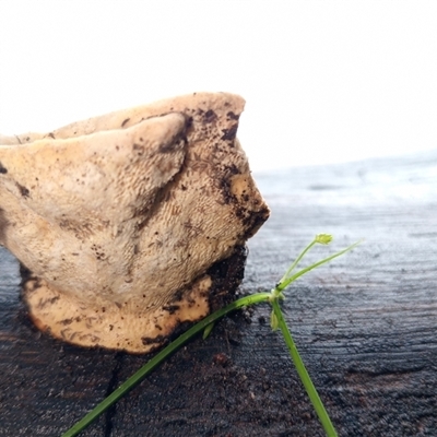 Unverified Fungus at Ghan, NT - 30 Sep 2024 by Brouhaha