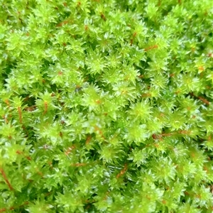 Unidentified Moss, Liverwort or Hornwort at Ghan, NT by Brouhaha