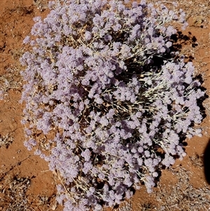 Ptilotus obovatus at Kunparrka, NT - 26 Aug 2024