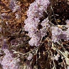 Ptilotus obovatus at Kunparrka, NT - 26 Aug 2024