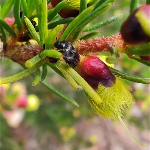 Unidentified Leaf beetle (Chrysomelidae) at Melton, VIC by LyndalT