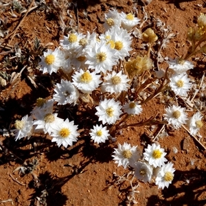 Rhodanthe floribunda at Kunparrka, NT - 26 Aug 2024 11:22 AM