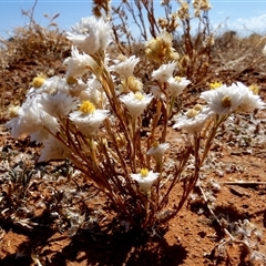 Rhodanthe floribunda at Kunparrka, NT - 26 Aug 2024 11:22 AM